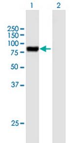 PODN Polyclonal Antibody, MaxPab™