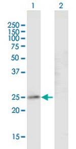 GJB4 Polyclonal Antibody, MaxPab™