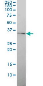 GJB4 Monoclonal Antibody (1E3-1C12)