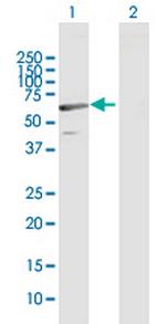 C1orf87 Polyclonal Antibody, MaxPab™