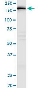 IQGAP3 Polyclonal Antibody, MaxPab™