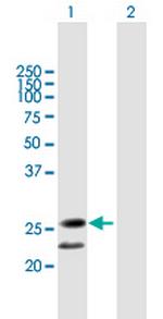 C20orf71 Polyclonal Antibody, MaxPab™