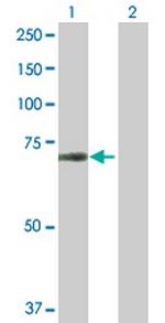 SUHW1 Polyclonal Antibody, MaxPab™