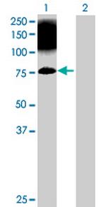 CIB4 Polyclonal Antibody, MaxPab™