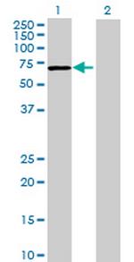 FLJ31438 Polyclonal Antibody, MaxPab™