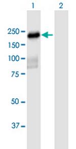 PLEKHH2 Polyclonal Antibody, MaxPab™