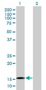 TTC32 Polyclonal Antibody, MaxPab™