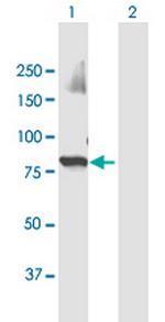 UBR3 Polyclonal Antibody, MaxPab™
