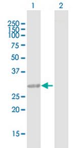 CCDC148 Polyclonal Antibody, MaxPab™