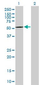 CPNE4 Polyclonal Antibody, MaxPab™
