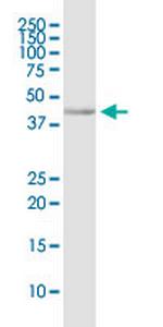 CD200R1 Antibody in Western Blot (WB)