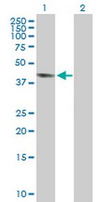 GPR175 Antibody in Western Blot (WB)