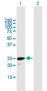 H1FOO Polyclonal Antibody, MaxPab™