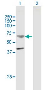 TMPRSS11B Polyclonal Antibody, MaxPab™