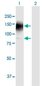 IL31RA Polyclonal Antibody, MaxPab™