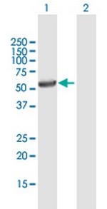 UGT3A1 Polyclonal Antibody, MaxPab™