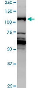 JMY Monoclonal Antibody (2D7)