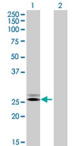 GRPEL2 Polyclonal Antibody, MaxPab™