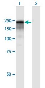 CD109 Polyclonal Antibody, MaxPab™