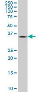 TRIM40 Polyclonal Antibody, MaxPab™