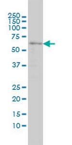 SRCRB4D Monoclonal Antibody (3D9)