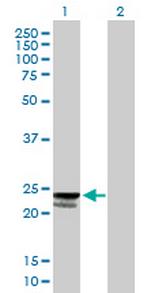 C9orf115 Polyclonal Antibody, MaxPab™