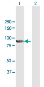 PTPDC1 Polyclonal Antibody, MaxPab™
