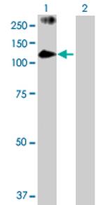 PASD1 Polyclonal Antibody, MaxPab™