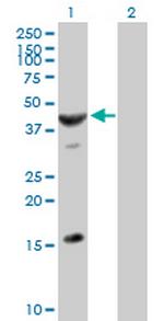 ASB6 Polyclonal Antibody, MaxPab™