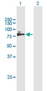 SIRPA Antibody in Western Blot (WB)