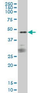 SIRPA Monoclonal Antibody (1D10)