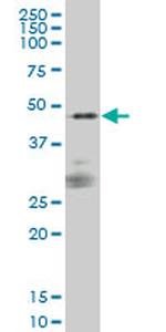 SIRPA Antibody in Western Blot (WB)