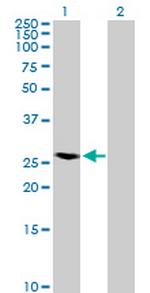 RAB40A Polyclonal Antibody, MaxPab™