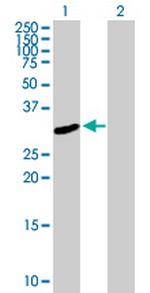 FRMPD2 Polyclonal Antibody, MaxPab™