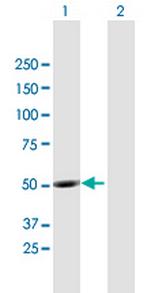 UBQLNL Polyclonal Antibody, MaxPab™