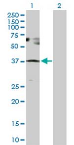 SESN3 Polyclonal Antibody, MaxPab™