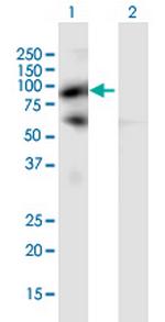 PIWIL4 Antibody in Western Blot (WB)