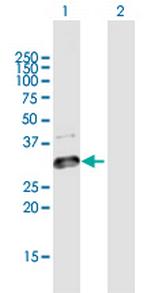 GLT1D1 Polyclonal Antibody, MaxPab™