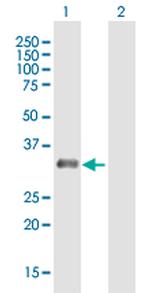 RAD9B Polyclonal Antibody, MaxPab™