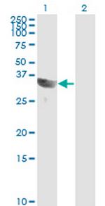 GSC Monoclonal Antibody (4H7)