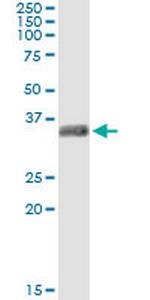 GSC Monoclonal Antibody (4D6)