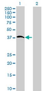FLJ40125 Polyclonal Antibody, MaxPab™