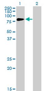 HIPK4 Polyclonal Antibody, MaxPab™