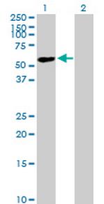 ZNF565 Polyclonal Antibody, MaxPab™