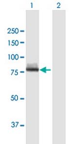 CAPN12 Polyclonal Antibody, MaxPab™