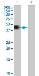 ZNRF4 Polyclonal Antibody, MaxPab™