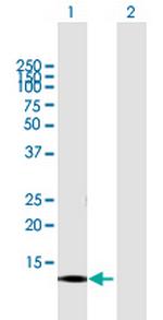 CNIH3 Polyclonal Antibody, MaxPab™