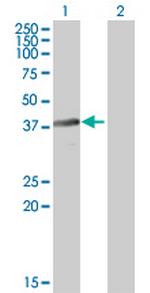 BNIPL Antibody in Western Blot (WB)