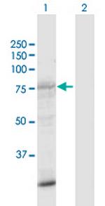 SIK1 Polyclonal Antibody, MaxPab™