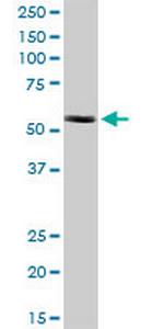 CCT8L2 Polyclonal Antibody, MaxPab™